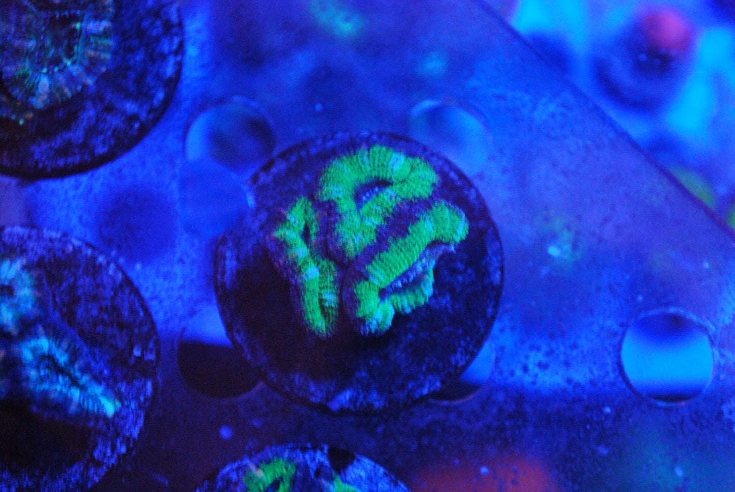 Acan lord