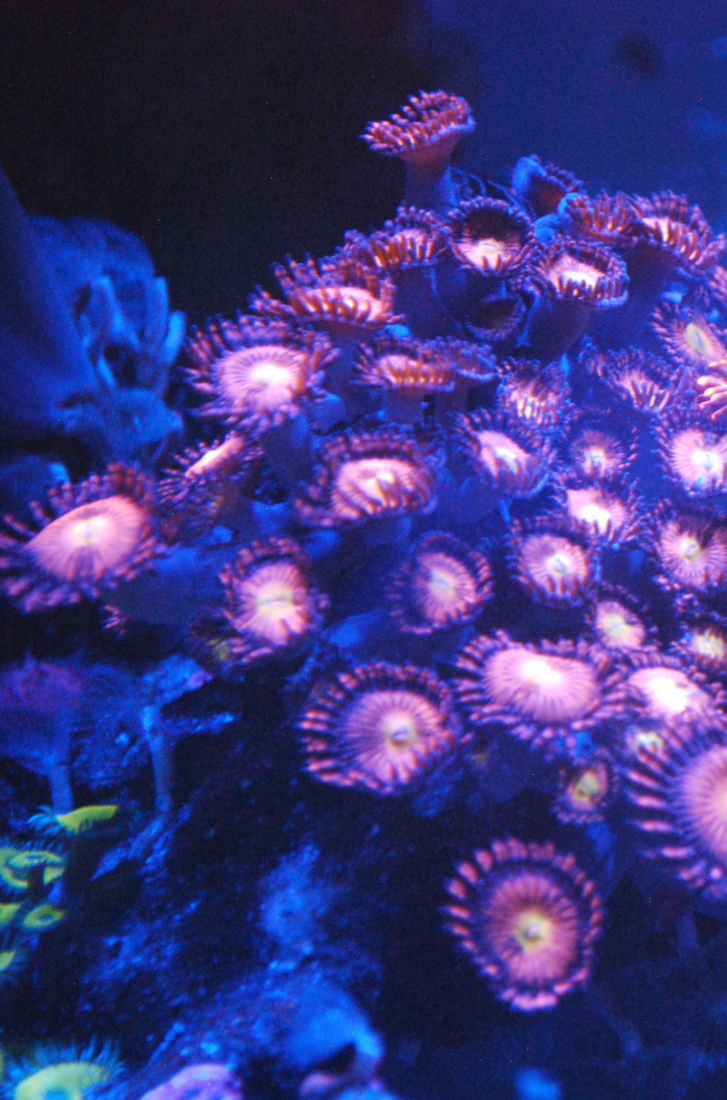 Halle Berry Zoa