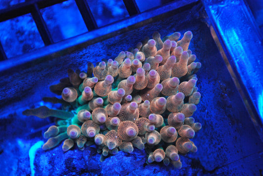 rainbow bubble tip anemone