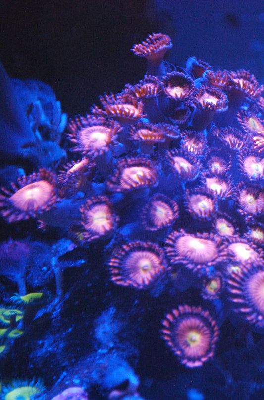 Halle Berry Zoa